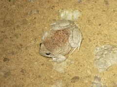 Physalaemus nattereri