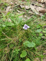 Viola hederacea
