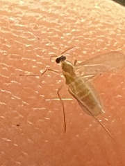 Sciaroidea