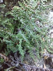 Myriopteris covillei