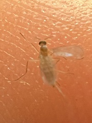 Sciaroidea