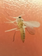 Sciaroidea