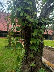Hoya diversifolia
