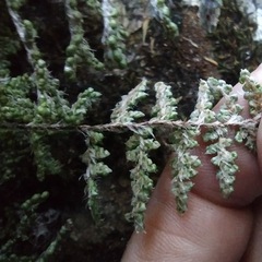 Myriopteris covillei