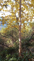 Betula costata