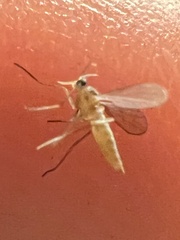 Sciaroidea