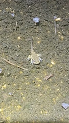 Anura