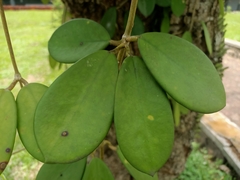 Hoya diversifolia