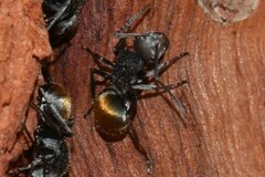Polyrhachis senilis