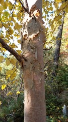 Betula costata