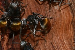 Polyrhachis senilis