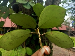 Hoya diversifolia