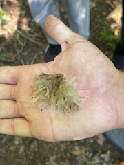 Tremella fuciformis