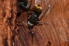 Polyrhachis senilis