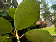 Hoya diversifolia