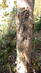 Betula costata