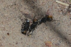 Polyrhachis senilis