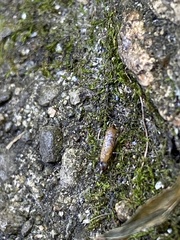 Pogonognathellus