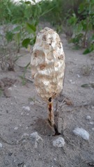 Podaxis
