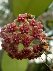 Hoya diversifolia