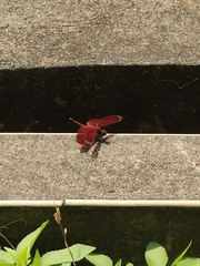 Neurothemis taiwanensis