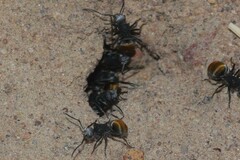 Polyrhachis senilis