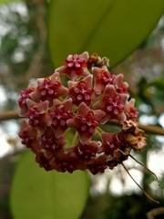 Hoya diversifolia