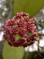 Hoya diversifolia