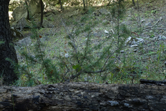 Juniperus communis saxatilis