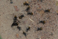Polyrhachis senilis