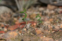 Thelymitra matthewsii