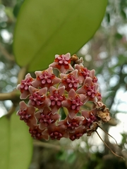 Hoya diversifolia