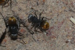 Polyrhachis senilis