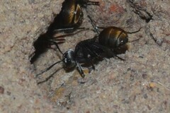 Polyrhachis senilis