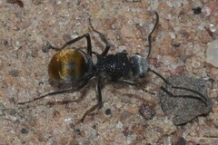 Polyrhachis senilis