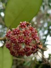 Hoya diversifolia