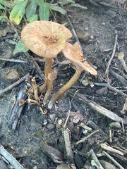 Desarmillaria tabescens