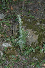 Juniperus communis saxatilis