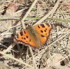 Nymphalis xanthomelas