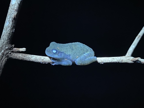 Cope's Gray Tree Frog photographed in Kentucky