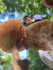 Desarmillaria tabescens