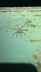 Selenops mexicanus