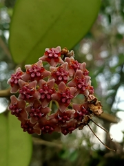 Hoya diversifolia