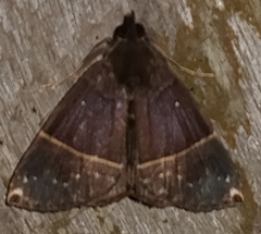 Hypena zarabena