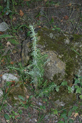 Juniperus communis saxatilis