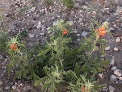 Sphaeralcea coccinea
