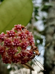 Hoya diversifolia