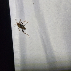 Neoclytus mucronatus