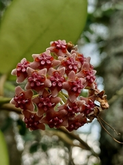 Hoya diversifolia