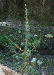Juniperus communis saxatilis